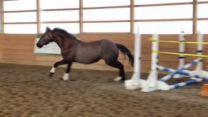 2yo Viola 1st time in the Jump Chute