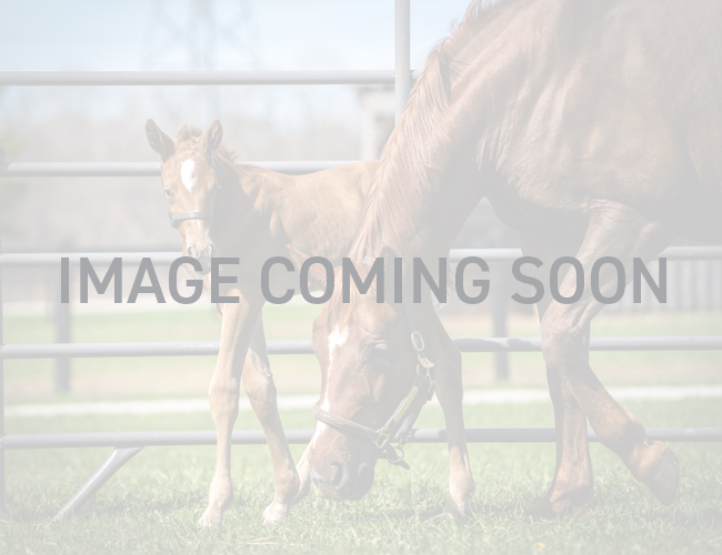 IMAGE COMING SOON